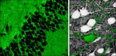 Super-resolution shadow imaging (SUSHI) - Prof. U. Valentin Nägerl