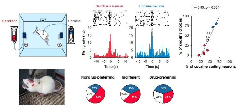 La préférence pour la cocaïne est représentée dans le cortex orbitofrontal par une augmentation de la proportion neuronale codant la prise de cocaïne.