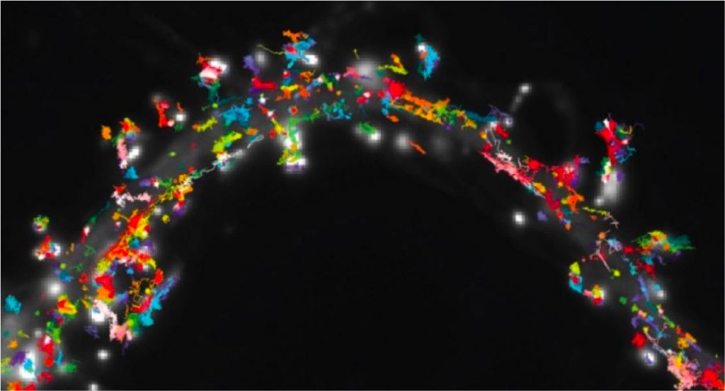 Trajectoires de récepteurs de neurotransmetteur suivis par détection de molécule unique à la surface de neurone d’hippocampe de rat en culture
