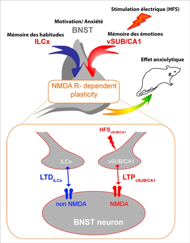 Circuits neuronaux et mécanismes de plasticité synaptique qui sous-tendent le rôle joué par le BNST dans l'expression de l'anxiété.