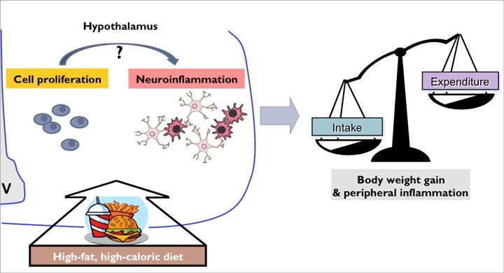 Obésité alimentaire et inflammation