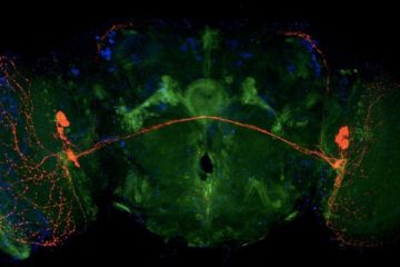 Cajal course : Advanced Techniques for Synapse Biology