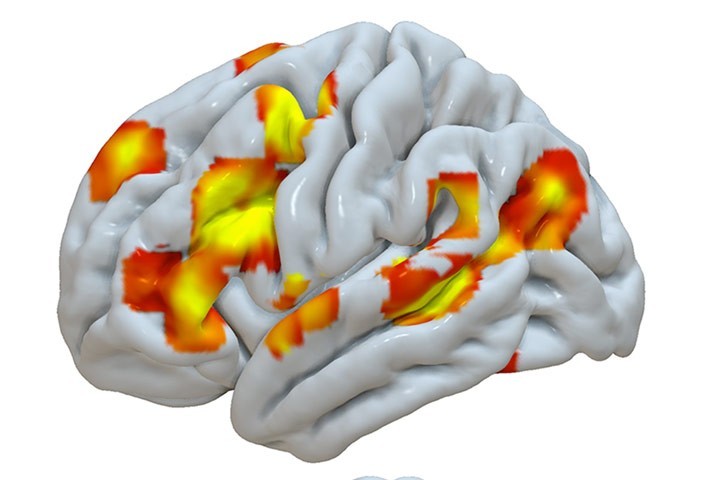 B. Mazoyer et al dans Genes Brain Behav.