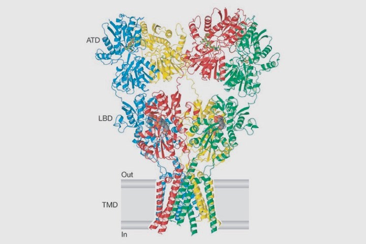 Symposium: Molecular Mechanisms of Glutamate Receptor Signalling