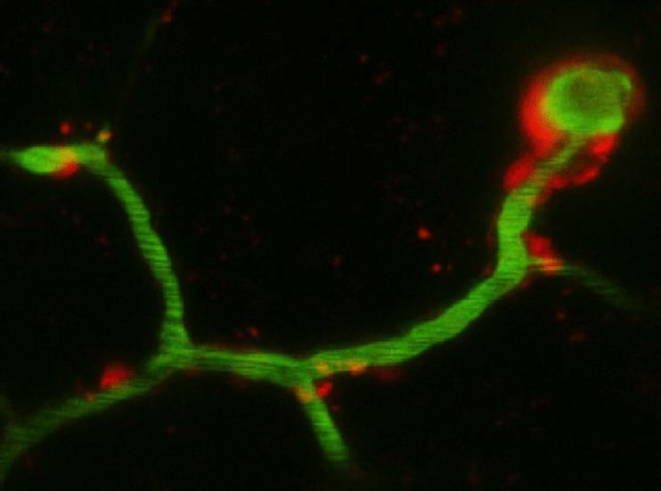 Cajal course: Brain Homeostasis and Neurovascular Coupling