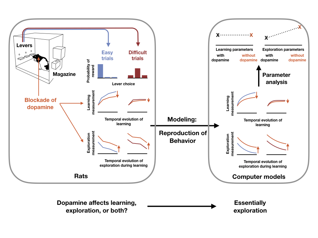 Schematics of the task. Left: Choices by the rat are rewarded with different probabilities in easy trials (7/8; 1/16; 1/16) and difficult trials (5/8; 3/16; 3/16). Learning measurement is the proportion of choices on the best lever during 24-trial blocks of learning where best lever and probabilities do not change. Exploration measurement is the proportion of choice shifts after a reward. Difficult trials as well as dopamine blockade decrease performance and increase exploration. Right: A simple Q-learning model with forgetting accurately reproduces the rat’s behavior. Random exploration parameters of the model significantly increase when dopamine is blocked. Learning parameters are not affected.