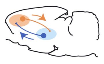 A thalamocortical circuit for updating action-outcome associations.