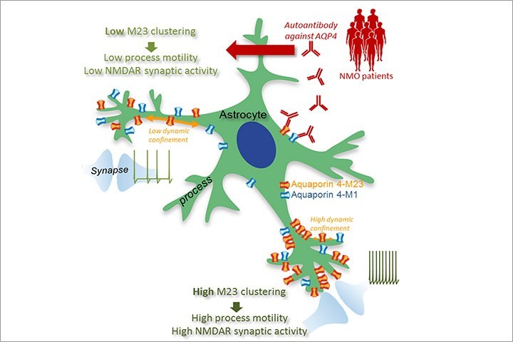 Laurent Groc, Thomas Tourdias et al in Cell Reports