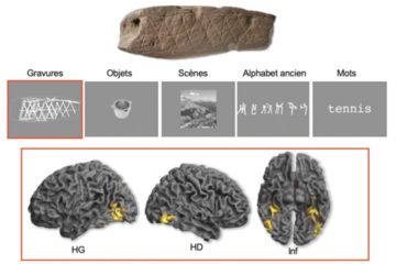 Emmanuel Mellet et al in Royal Society Open Science