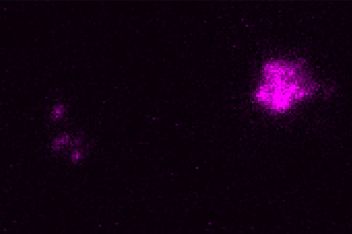 Maria Florencia Angelo et Etienne Herzog in Acta Neuropathol