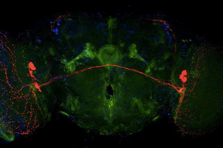 Cajal course : Advanced Techniques for Synapse Biology – Lectures