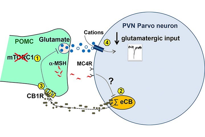 Wilfrid Mazier (Equipe Cota) & al. dans Molecular Metabolism