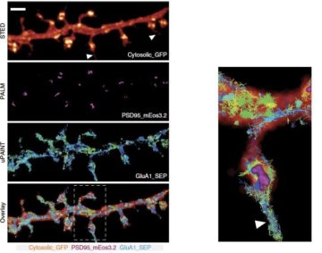 Multi-modal super-resolution imaging to reveal nanoscale morphology and molecular organisation of synapses