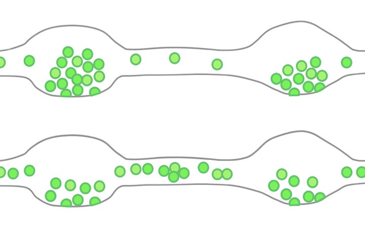 Etienne Herzog in eLife