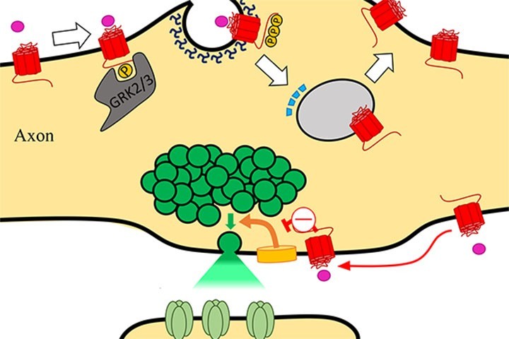 Eric Hosy et al. dans Neuron