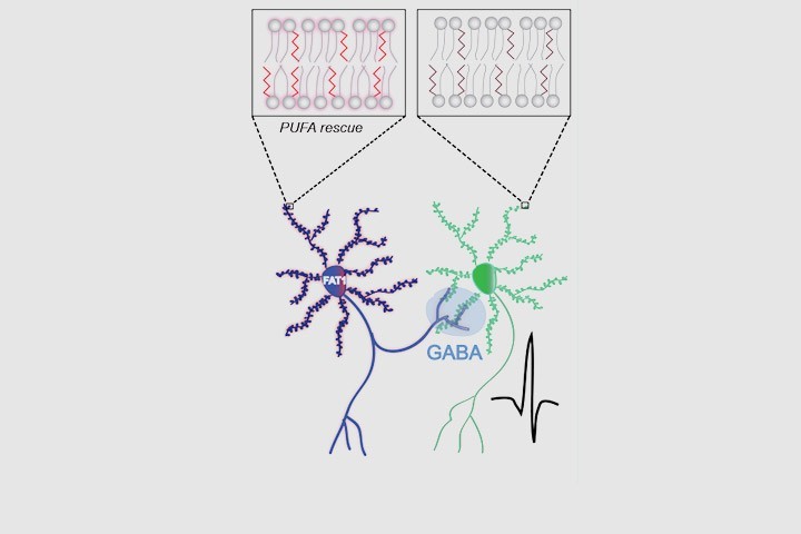 Fabien Ducrocq, Pierre Trifilieff et al dans Cell Metabolism