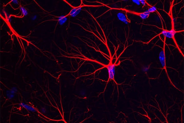 Aude Panatier dans Cell Metabolism