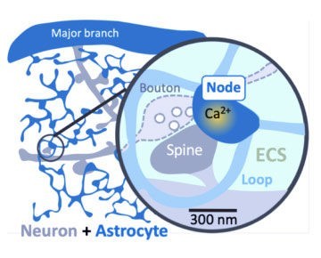 Arizono et al in Nature Communications - Avril 2020