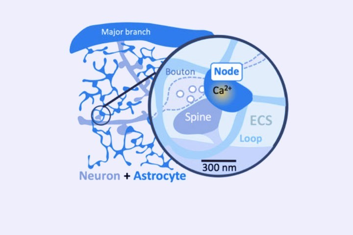 Misa Arizono et al in Nature Communications