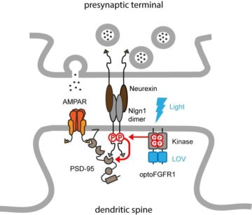 Figure 2. Schematic diagram of optogenetically-driven neuroligin-1 tyrosine phosphorylation using optoFGFR1. Phosphorylated neuroligin-1 recruits PSD-95 that serves as a platform for trapping AMPA receptors.