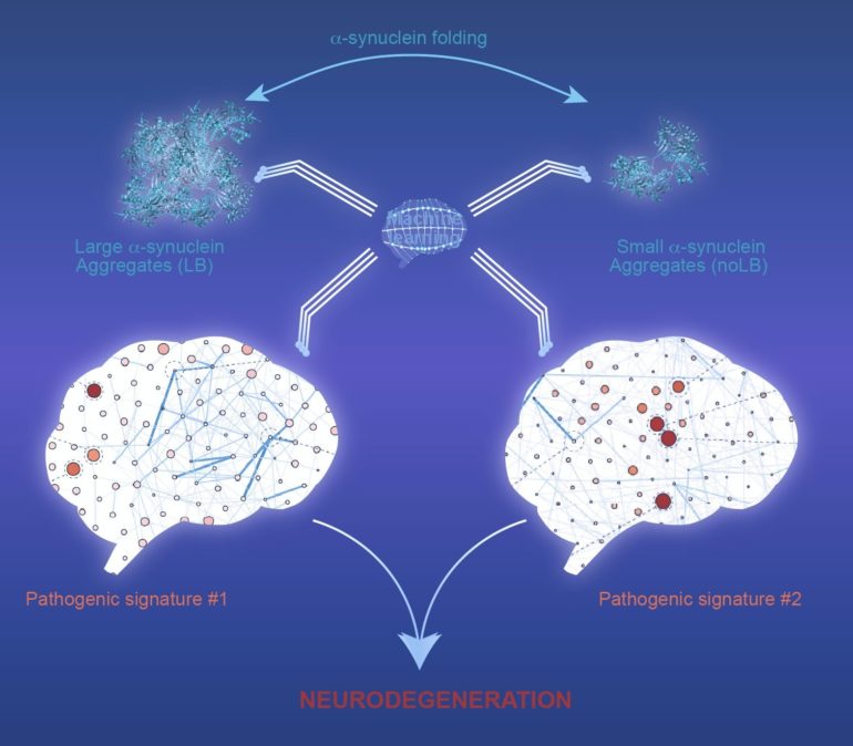  Figure Caption: In non-human primates, both large and small alpha-synuclein aggregates, induce neurodegeneration via distinct pathogenic mechanisms. The strength of machine-learning algorithm allows to discover fine patterns among complex sets of data, supporting the concept of the multifactorial nature of synucleinopathies.