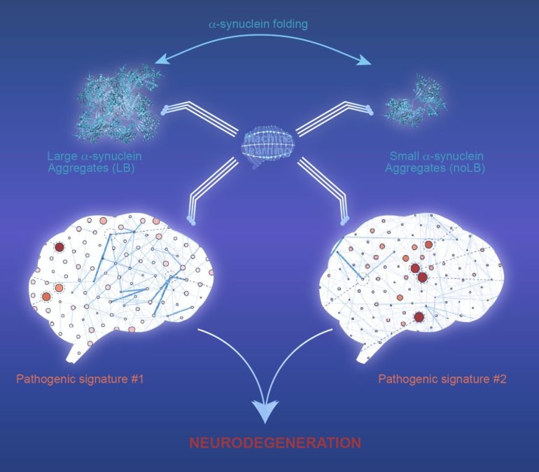 Légende de la figure : Chez les primates non humains, les agrégats d'alpha-synucléine, qu’ils soient larges ou petits, induisent des mécanismes pathologiques distincts; tous menant à la mort des neurones dopaminergiques.