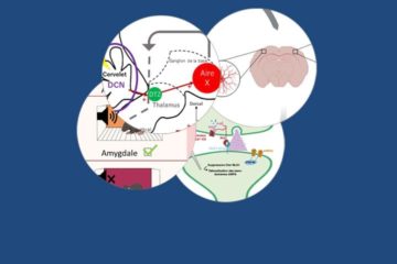 Analyses d’articles par les étudiants en M1 multipublic