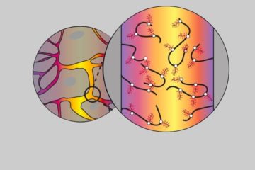 E.Bezard, L. Cognet et al in Nature Communications