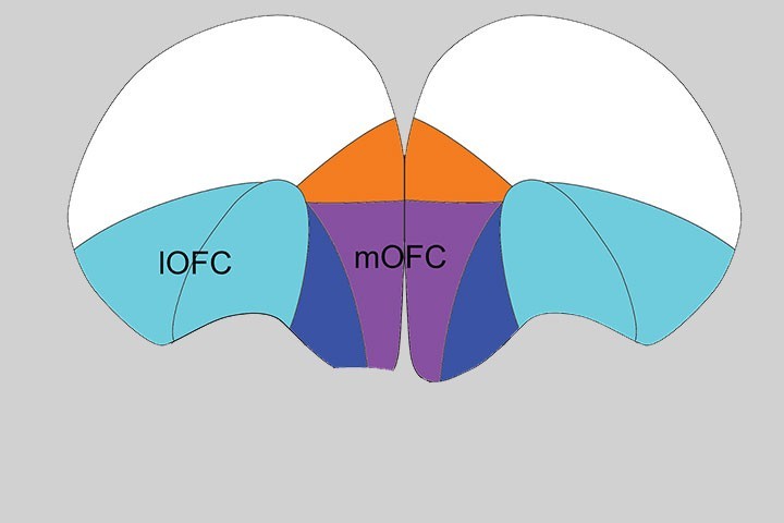 Shauna Parkes et al in Neurosci Biobehav Rev