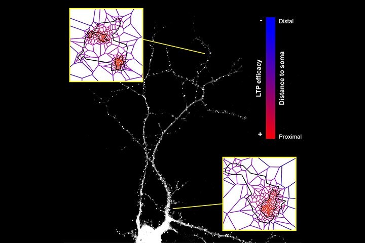 Joana Ferreira, Laurent Groc et al in PNAS