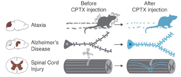 Summary of CPTX impact upon injection in animal models of Ataxia, Alzheimer’s Disease and spinal cord injury.