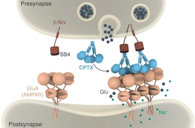 Cartoon illustrating how CPTX works by forming a molecular bridge between pre- and post-synaptic neurons.