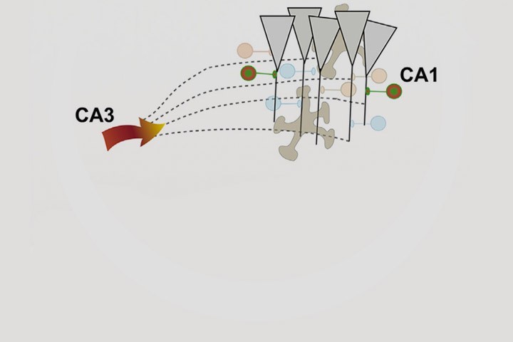 José Cruz, Arnau Busquets-Garcia, Edgar Soria-Gomez et al in Cell Reports