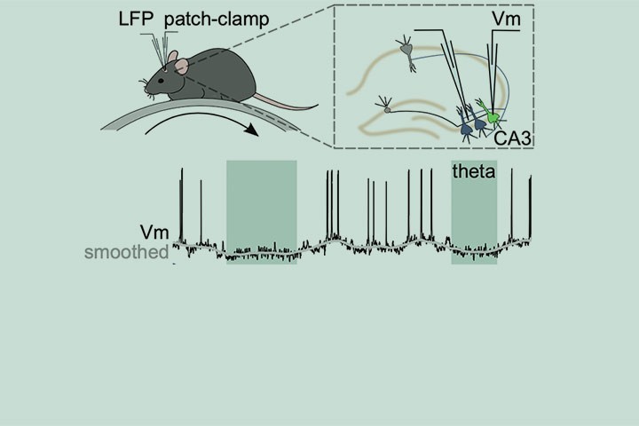 Malezieux, Kees, and Mulle in Cell Reports