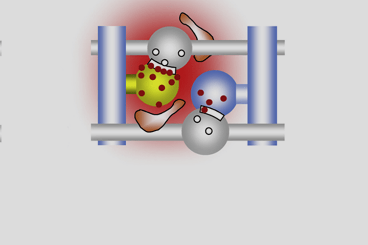 Valentin Nägerl et al in Neuron