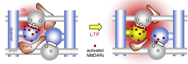 Nanoscale remodeling of astroglial processes after LTP increases spillover of synaptic glutamate