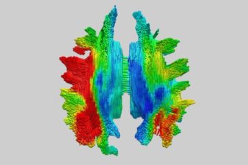 Michel Thiebaut de Schotten et al in Nature Communication