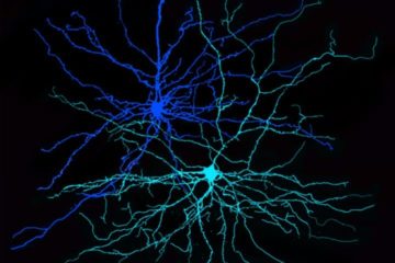 Cajal course : Optogenetics, chemogenetics and biosensors for cellular and circuit neuroscience