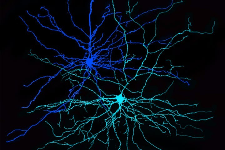 Cajal course :  Optogenetics, chemogenetics and biosensors for cellular and circuit neuroscience