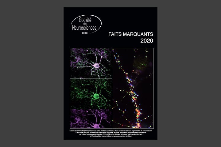 Faits marquants 2020 de la Société des Neurosciences