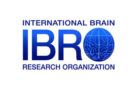 IBRO-USCRC Rising Stars Award