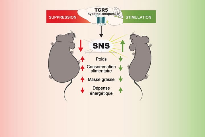 A. Castellanos-Jankiewicz, O. Guzmán-Quevedo, et D. Cota dans Cell Metabolism