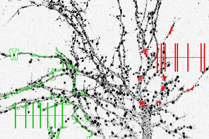 Laetitia Etchepare, Laurent Groc et al in the Journal of Physiology