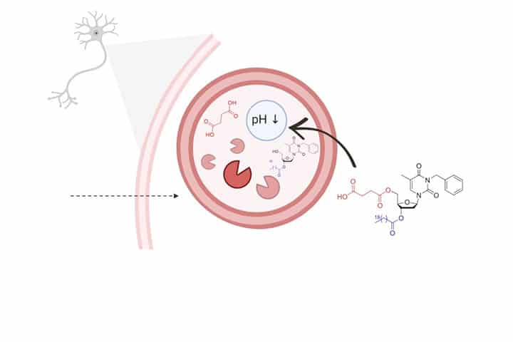 Des nanovecteurs pour freiner les maladies neurodégénératives