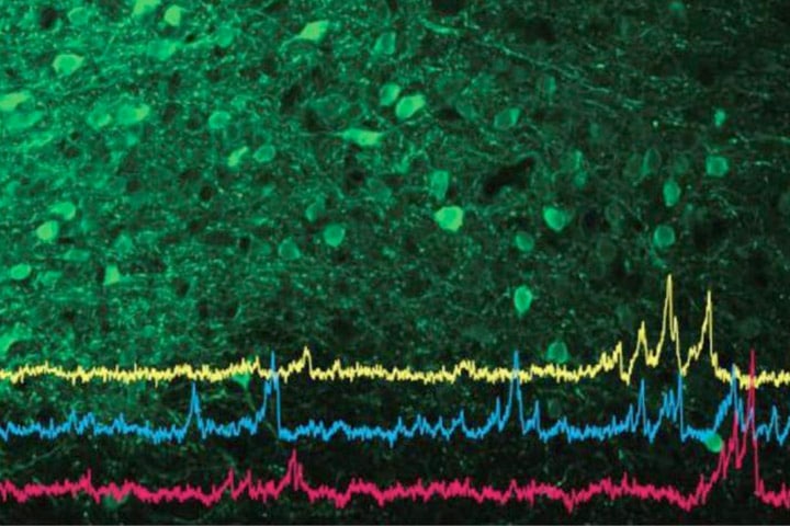 Cajal lectures: “Advanced imaging techniques for cellular and systems neuroscience”