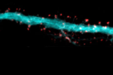 Diogo Bessa-Neto, Daniel Choquet et al in Nature Communications