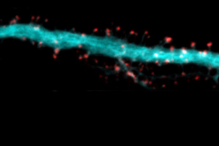 Diogo Bessa-Neto, Daniel Choquet et al dans Nature Communications