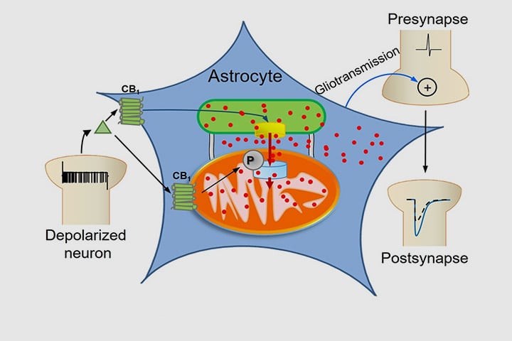 Roman Serrat, Giovanni Marsicano, Sandrine Pouvreau et al in Cell Reports