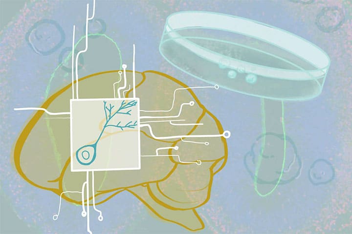 Cajal training: Brain Organoids