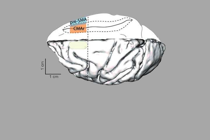 Les neurones du doute existent-ils ?